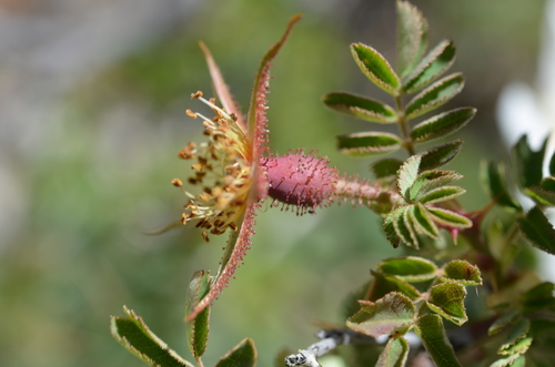 Rosa webbiana — photo