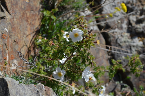 Rosa webbiana — photo