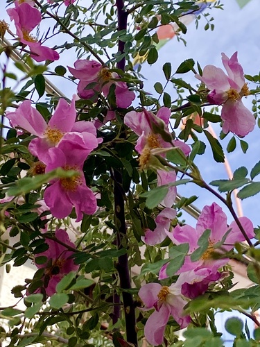 Rosa webbiana