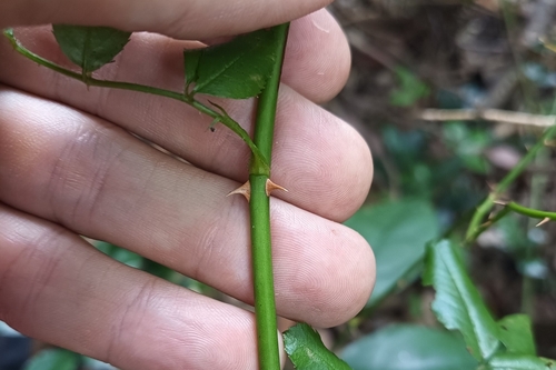 Rosa wichuraiana (Memorial rosa) — photo