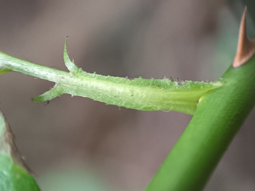 Rosa wichuraiana (Memorial rosa) — photo