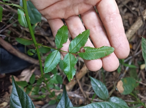 Rosa wichuraiana
