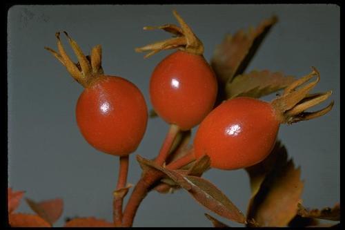 Rosa woodsii (Wood's Rose) — photo