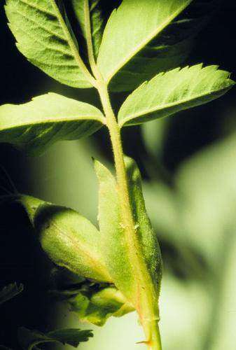 Rosa woodsii (Wood's Rose) — photo