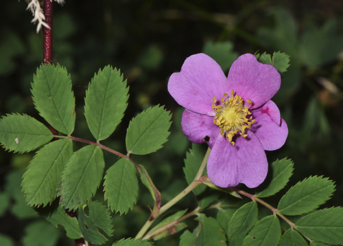 Rosa woodsii