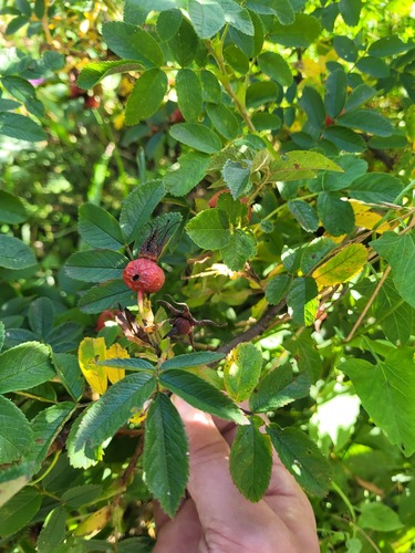 Rosa x beanii — photo