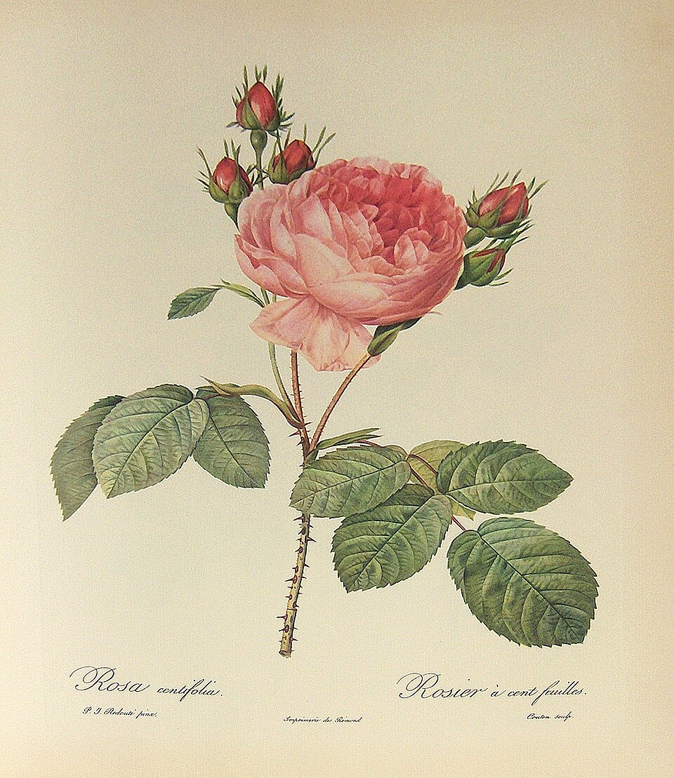 Rosa x centifolia