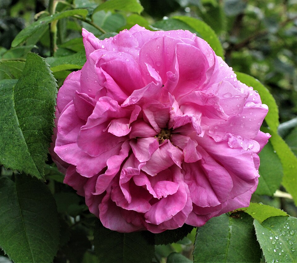 Rosa x centifolia (Provence rose) — photo