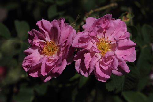Rosa x damascena (Damask rose) — photo