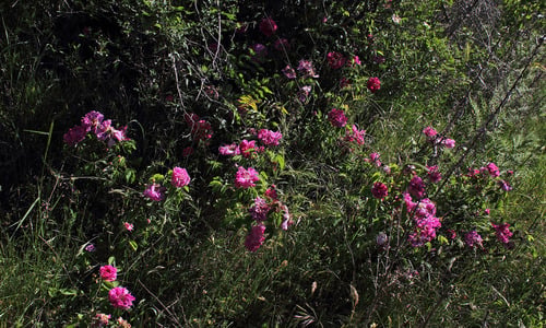 Rosa x damascena (Damask rose) — photo