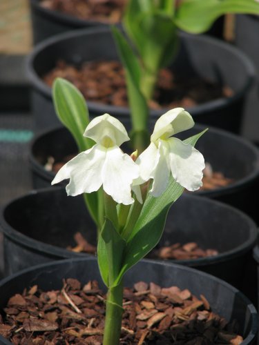 Roscoea cautleyoides — photo