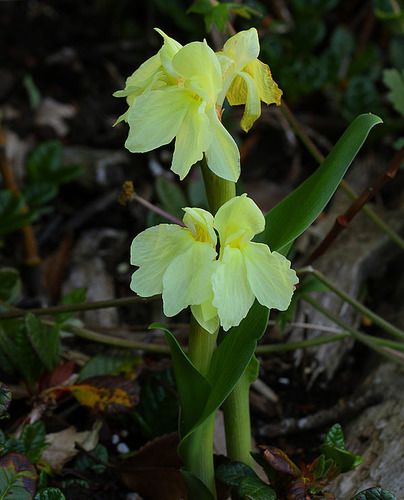 Roscoea cautleyoides