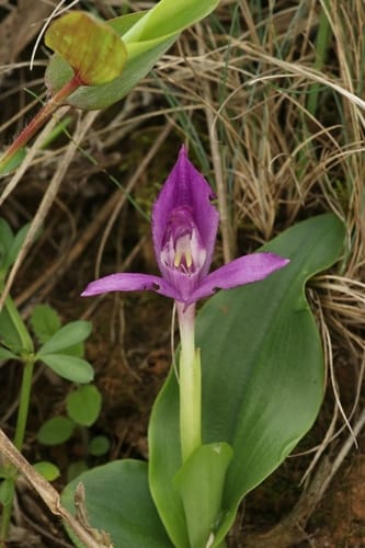 Roscoea tibetica — photo