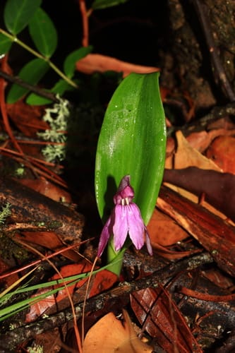 Roscoea tibetica — photo