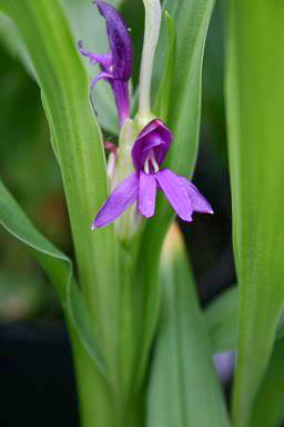 Roscoea tibetica
