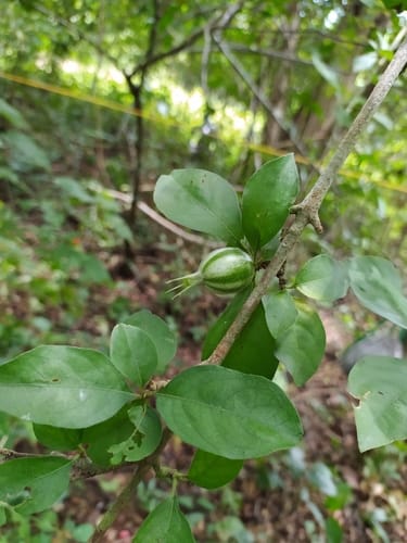 Rosenbergiodendron formosum (Blackberry Jam-fruit) — photo