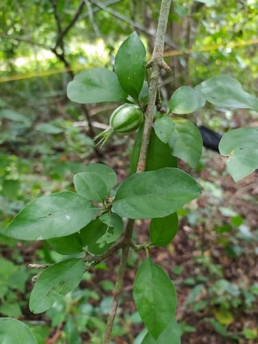 Rosenbergiodendron formosum (Blackberry Jam-fruit) — photo