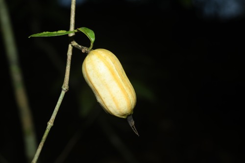 Rosenbergiodendron longiflorum (Guazutibaim) — photo
