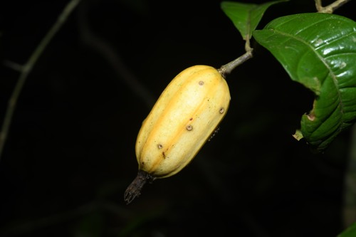 Rosenbergiodendron longiflorum (Guazutibaim) — photo