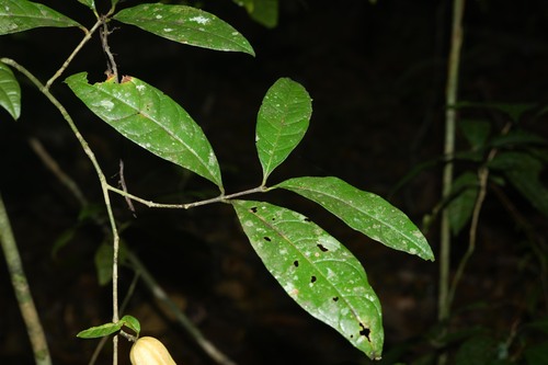Rosenbergiodendron longiflorum