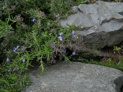 Rosmarinus officinalis (Rosemary) — photo