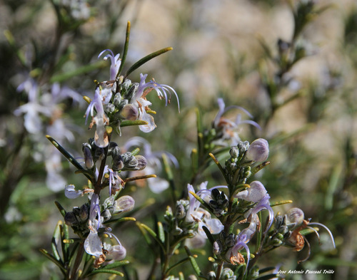 Rosmarinus officinalis