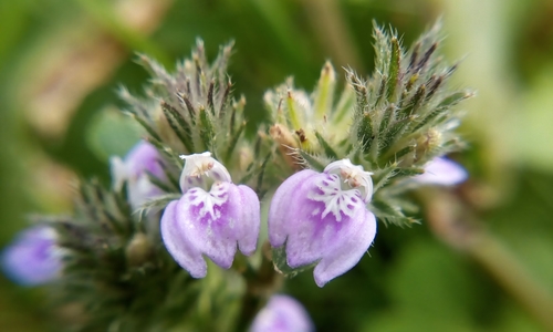 Rostellularia procumbens (Carp scale) — photo