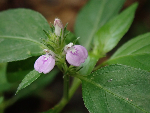 Rostellularia procumbens