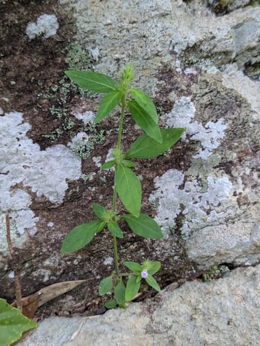 Rostellularia procumbens (Carp scale) — photo