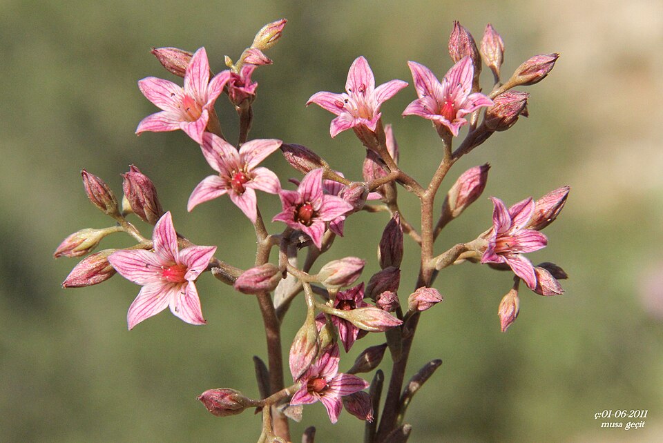 Rosularia radiciflora — photo