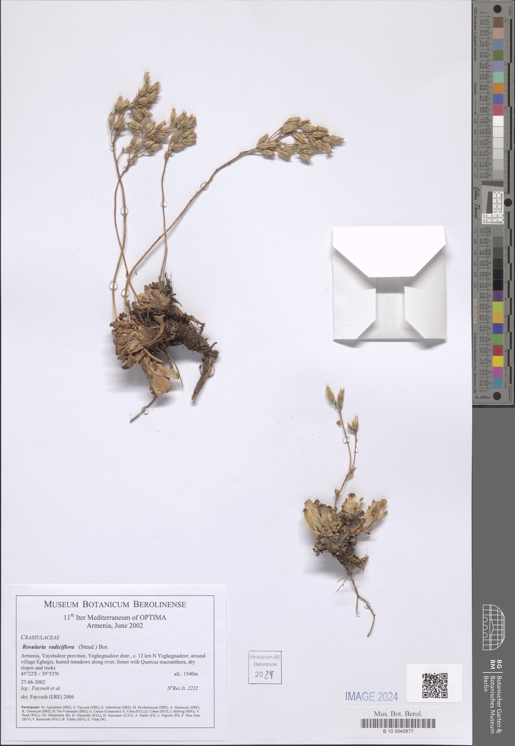 Rosularia radiciflora — photo