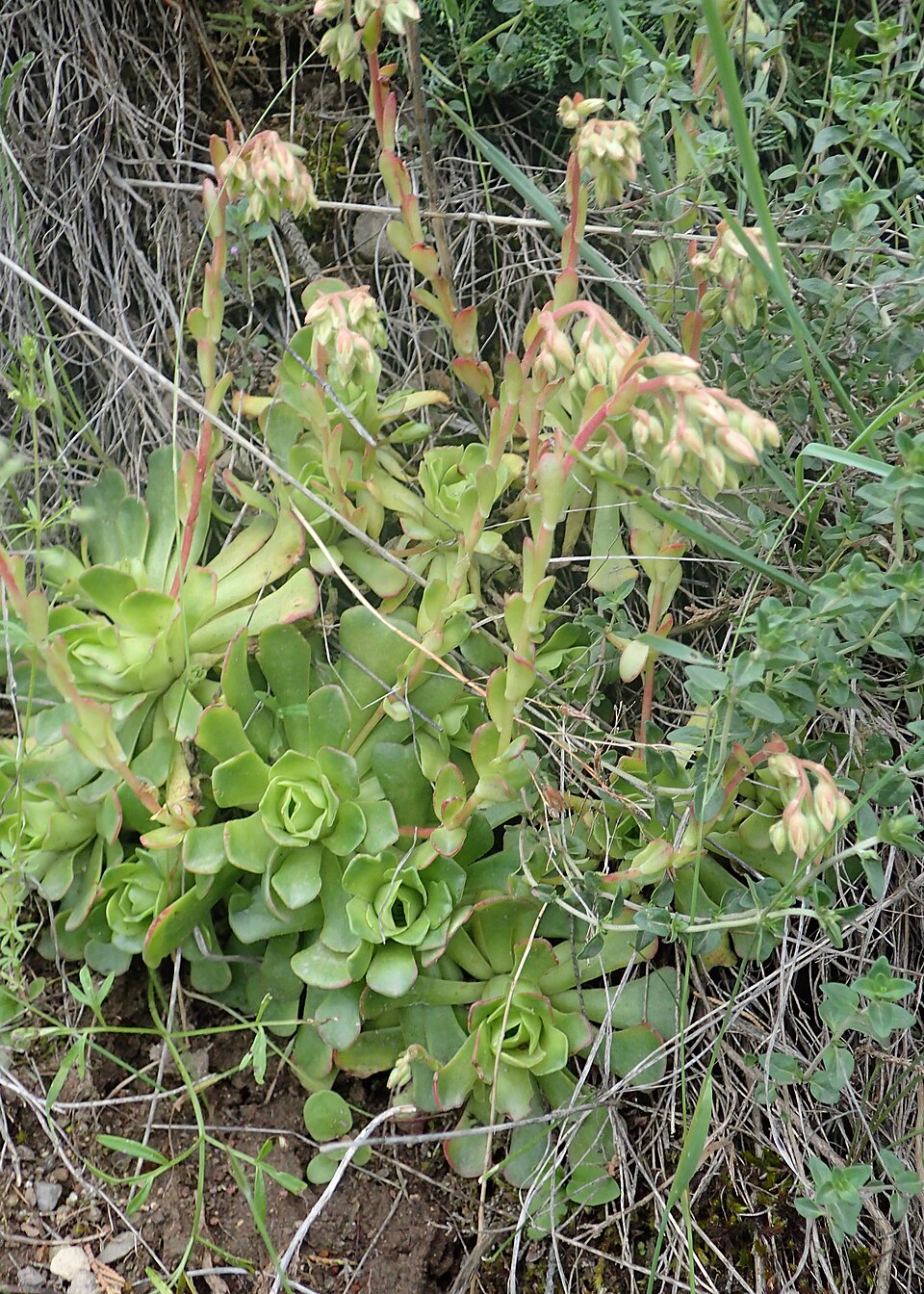 Rosularia radiciflora
