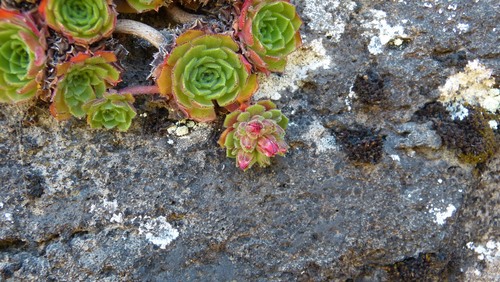 Rosularia semiensis — photo