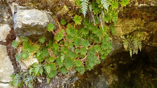 Rosularia semiensis