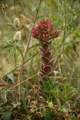 Rosularia sempervivoides — photo