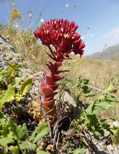 Rosularia sempervivoides — photo