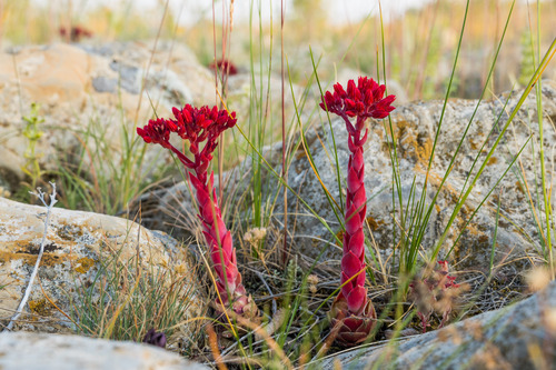 Rosularia sempervivoides