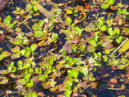 Rotala indica (Tooth-cup) — photo