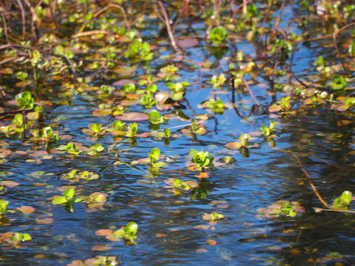 Rotala indica (Tooth-cup) — photo