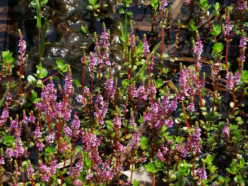 Rotala rotundifolia (Round leaf toothcup) — photo