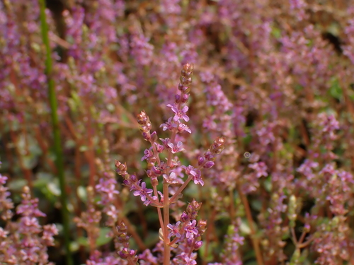 Rotala rotundifolia (Round leaf toothcup) — photo