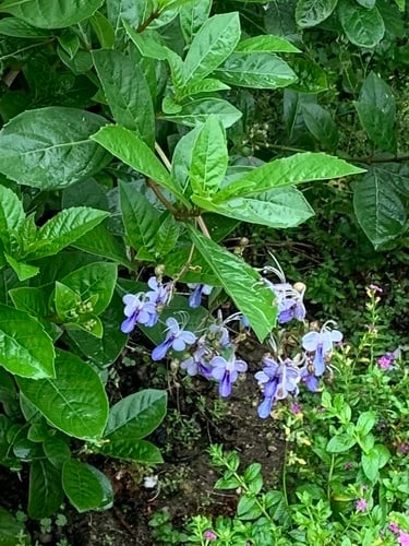 Rotheca myricoides