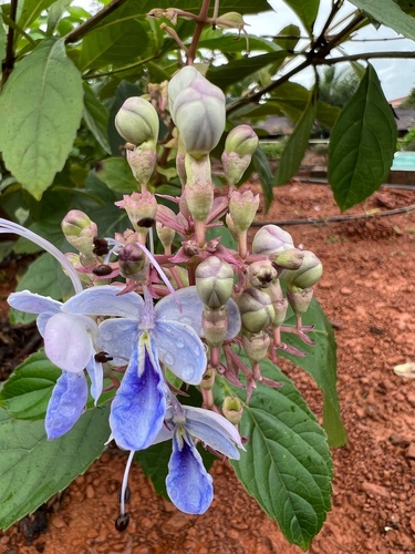 Rotheca serrata (Barangi) — photo