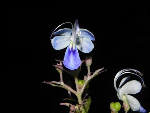 Rotheca serrata (Barangi) — photo