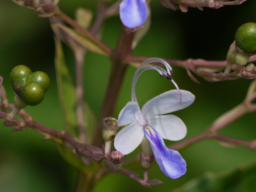 Rotheca serrata