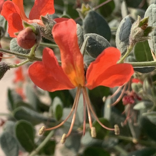 Rotheca uncinata (Cat's claw) — photo