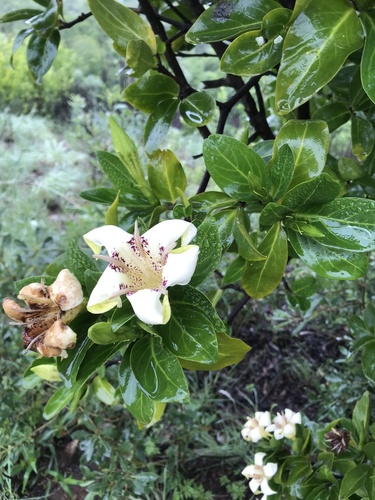 Rothmannia capensis (Cape gardenia) — photo