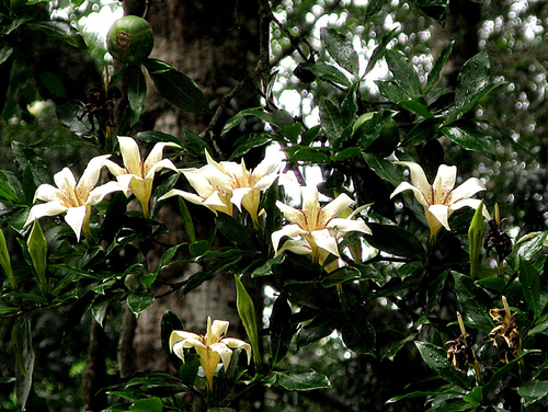 Rothmannia capensis