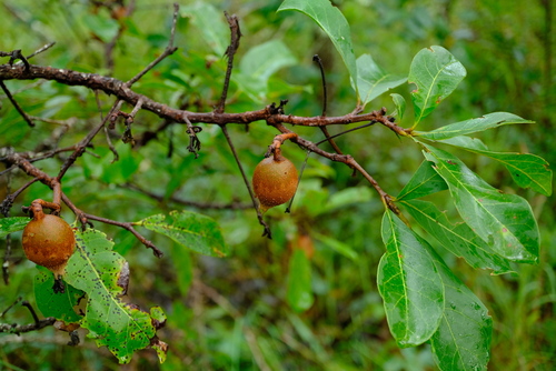 Rothmannia engleriana — photo