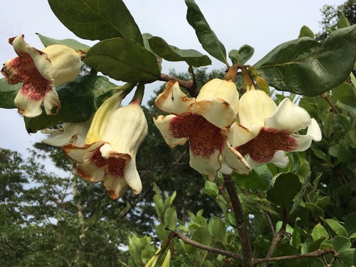 Rothmannia engleriana